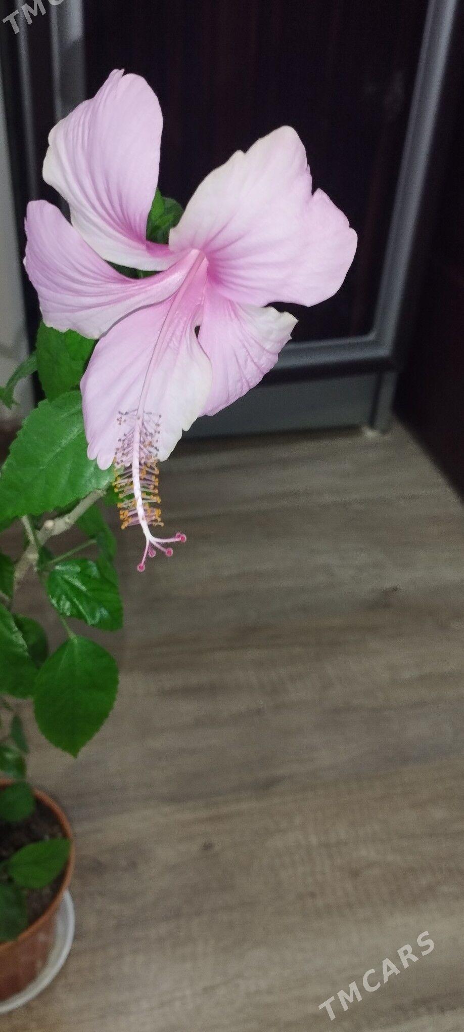 китайская роза - Aşgabat - img 1