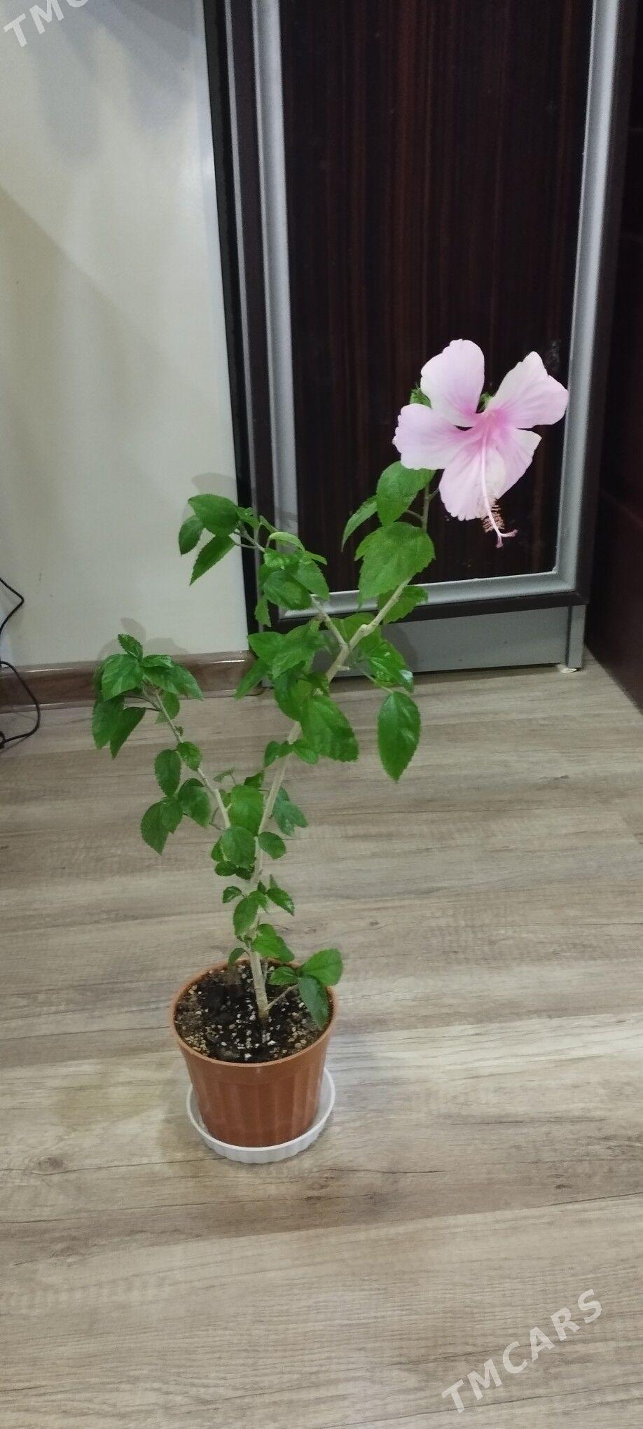 китайская роза - Aşgabat - img 2