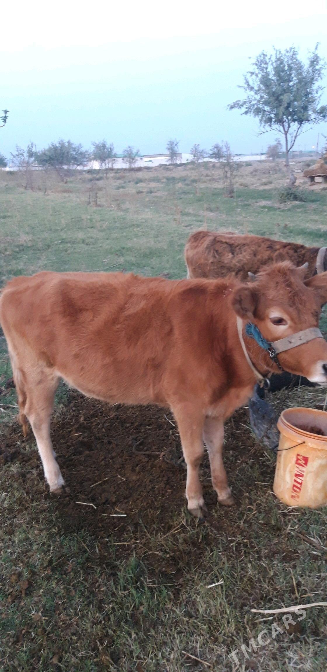 туве10 айлык - Änew - img 2