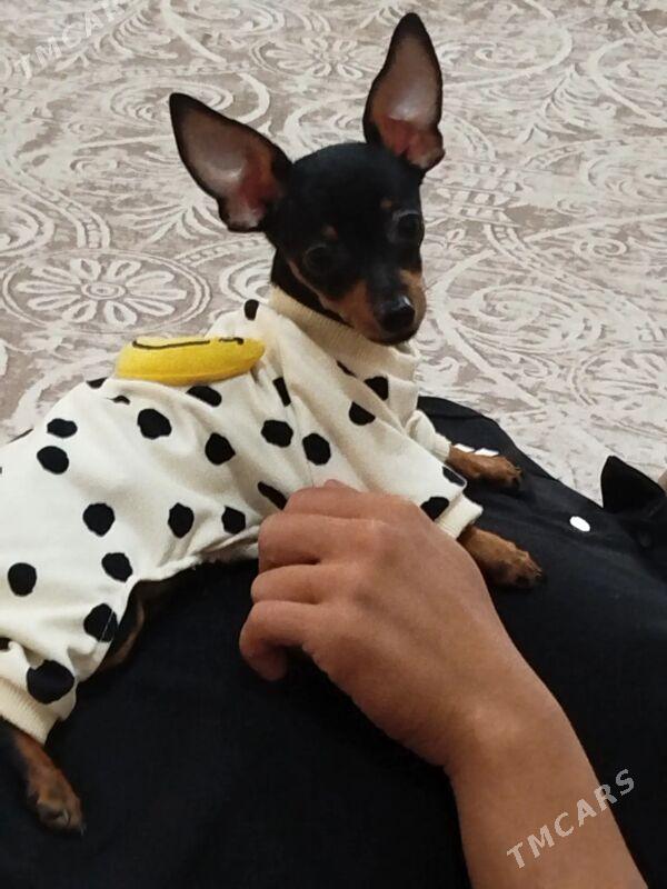 ПРАЖСКИЙ КРЫСАРИК - Aşgabat - img 2