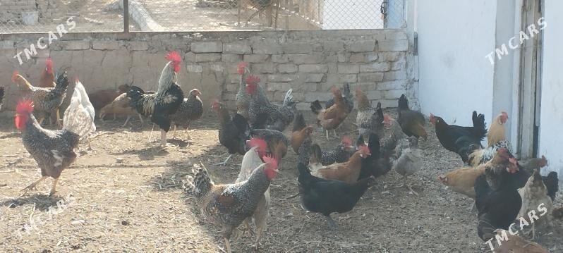towuk dominat yerli towuk - Aşgabat - img 2