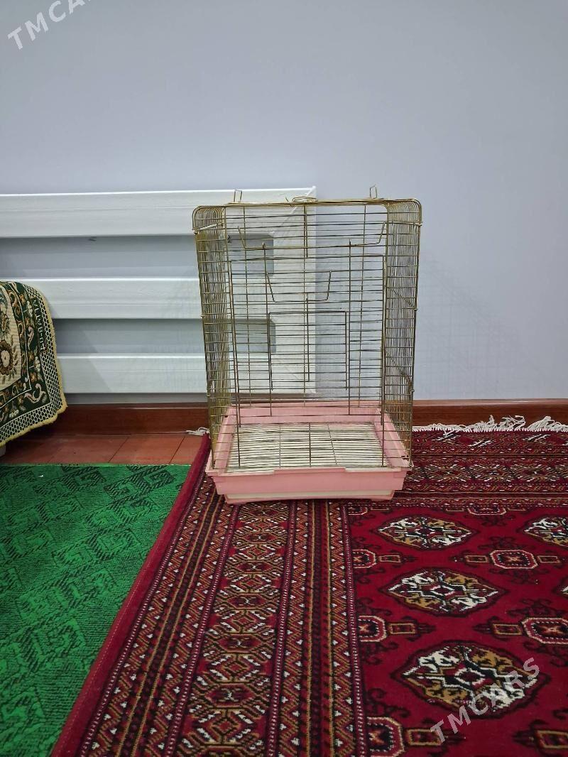 гуш кетек - Дашогуз - img 2