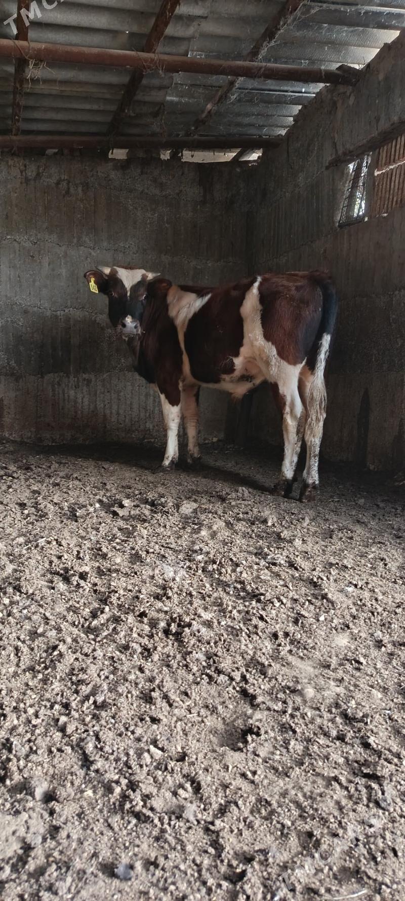 gbrit okuz - Büzmeýin - img 2