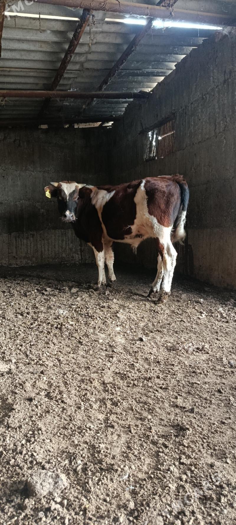 gbrit okuz - Büzmeýin - img 3