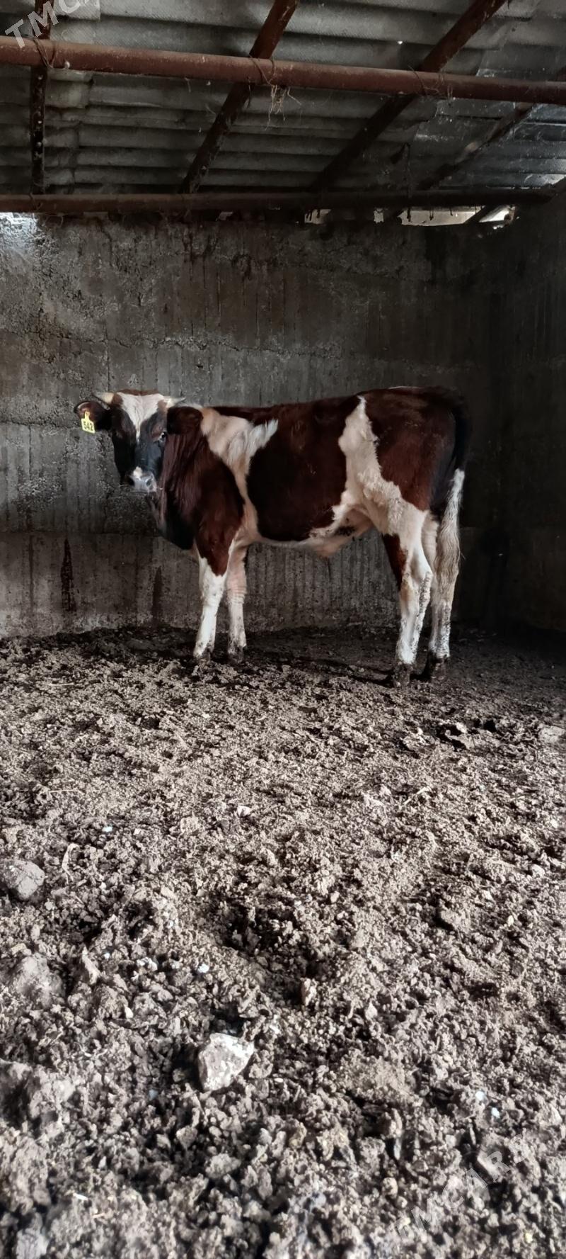 gbrit okuz - Büzmeýin - img 4