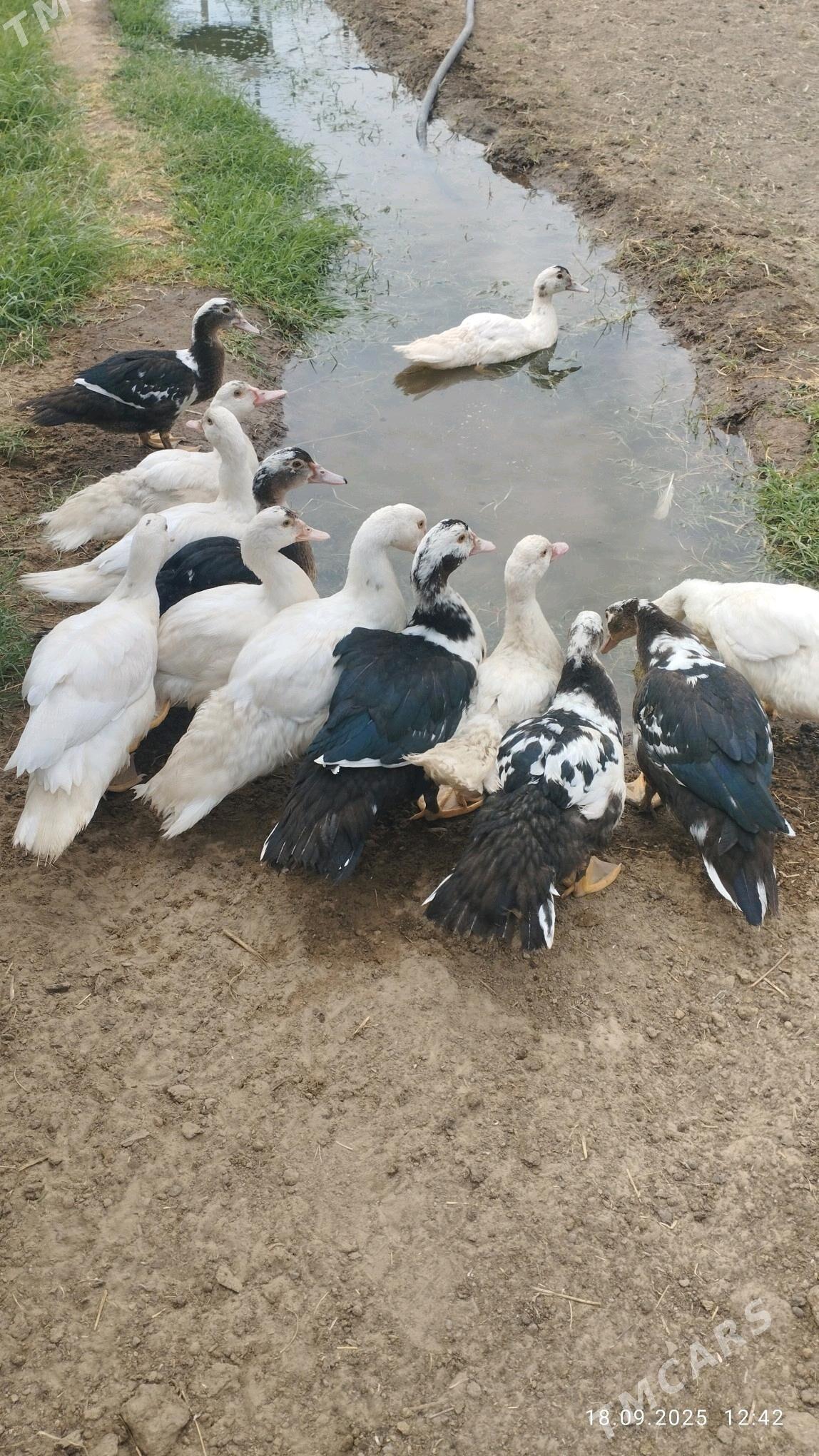 indautka - Мары - img 2