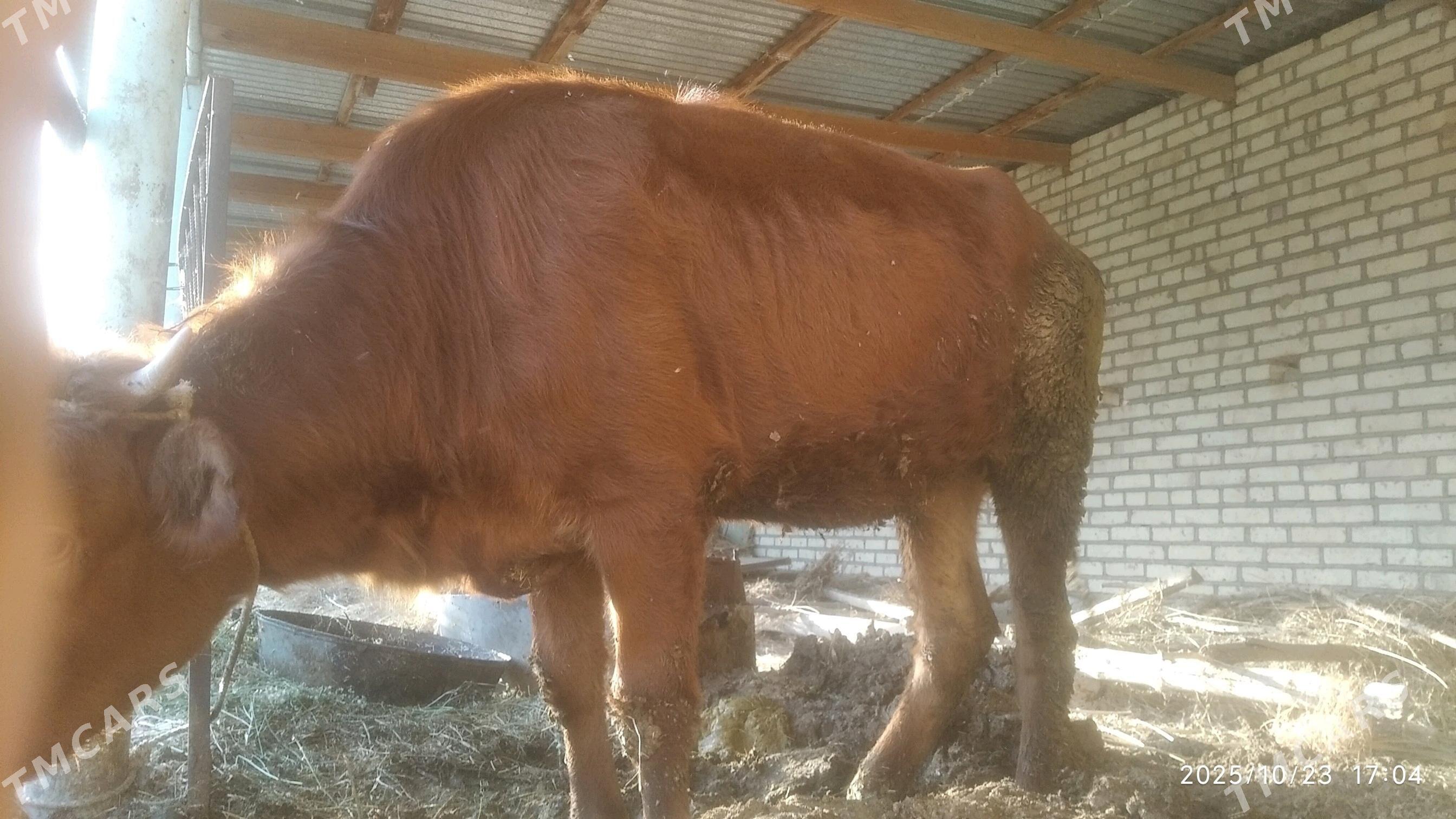 Bakylan tüwe - Babadaýhan - img 2