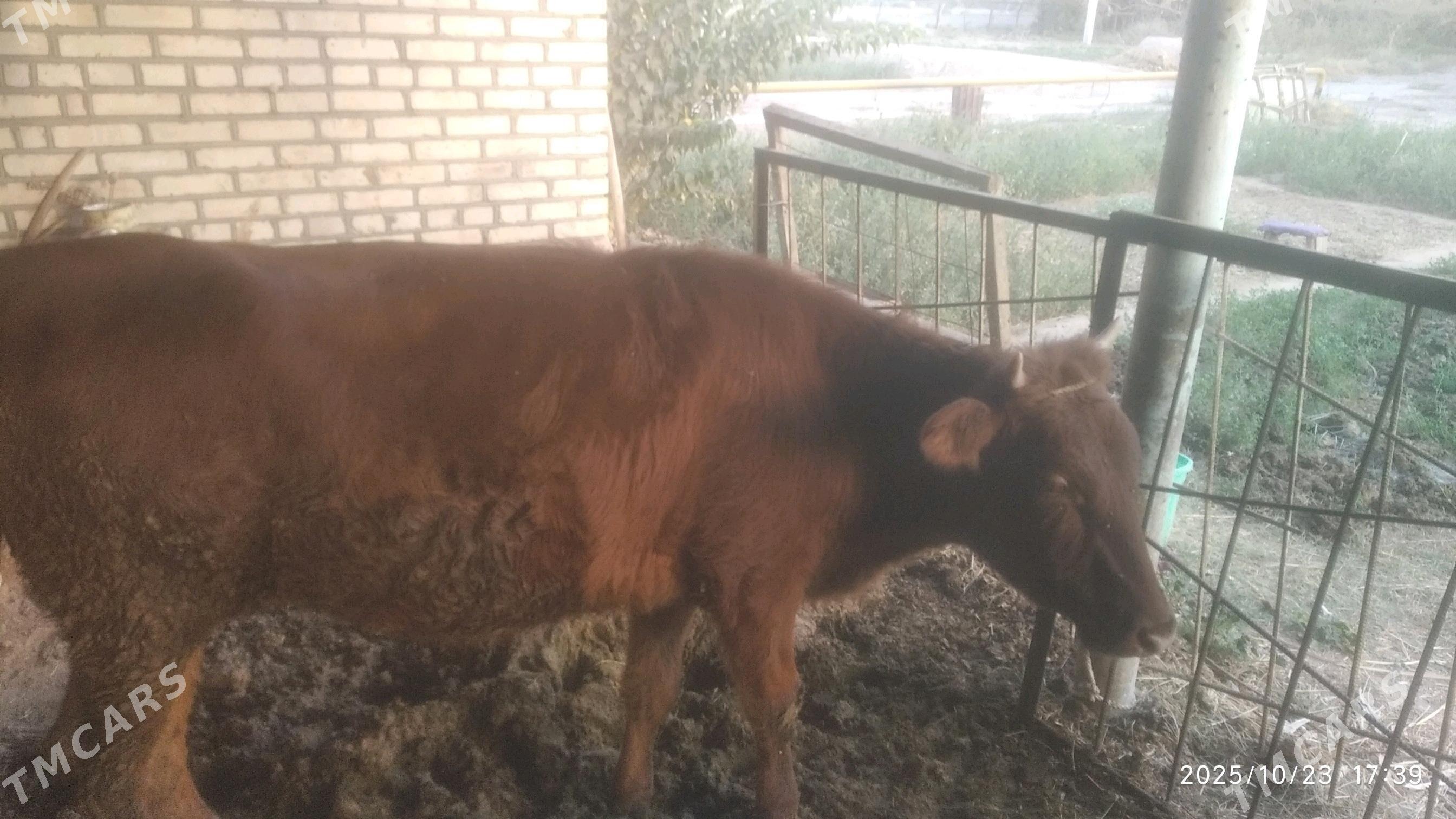 Bakylan tüwe - Babadaýhan - img 1