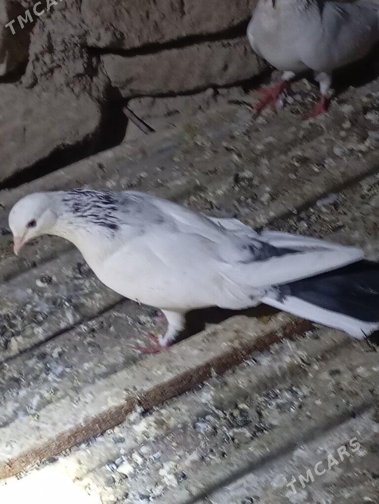 kepderi - Balkanabat - img 2