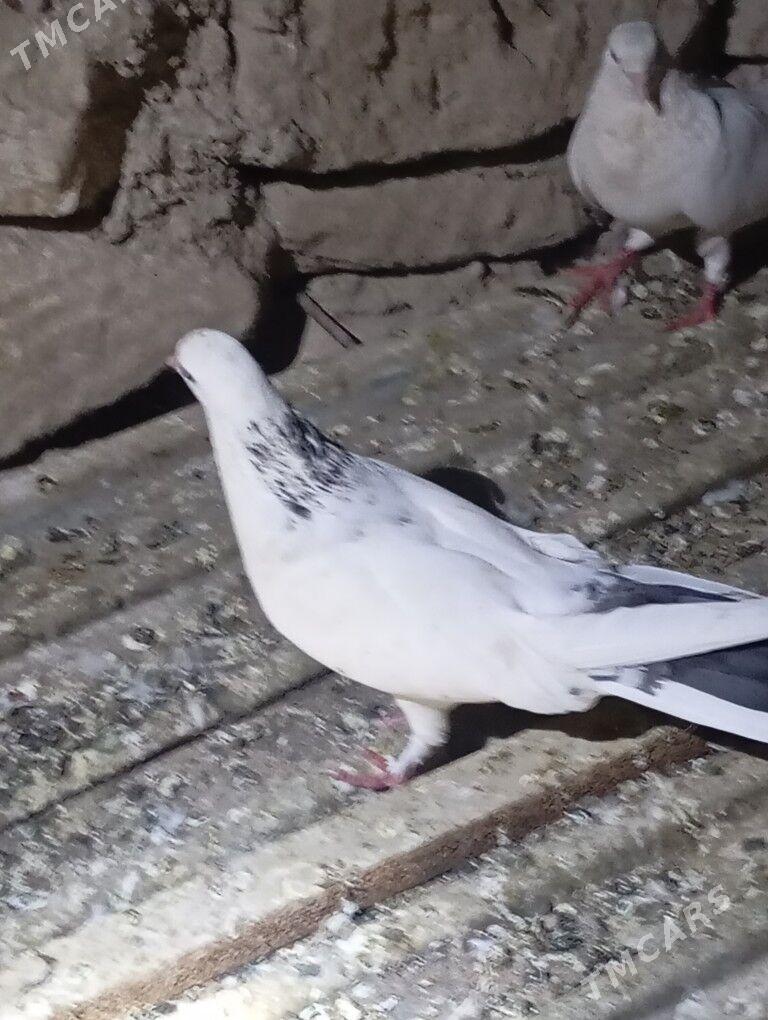 kepderi - Balkanabat - img 3