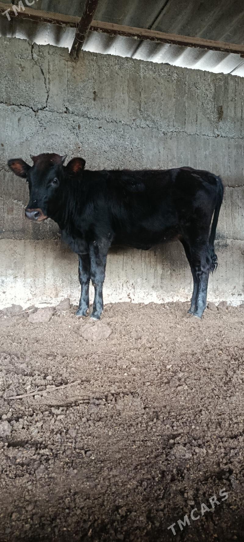 tuwe bakyda duran - Бузмеин - img 2