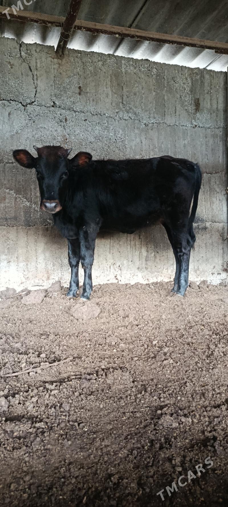 tuwe bakyda duran - Бузмеин - img 1