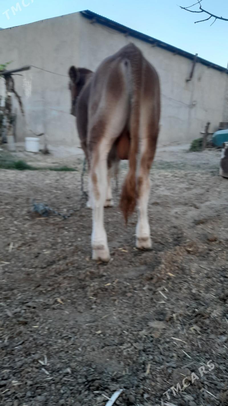 ÖKÜZ - Бахарден - img 10