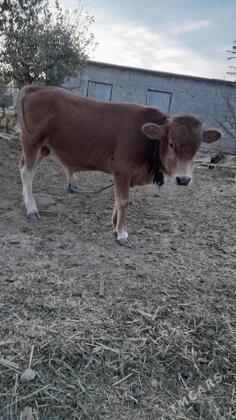 ÖKÜZ - Бахарден - img 9