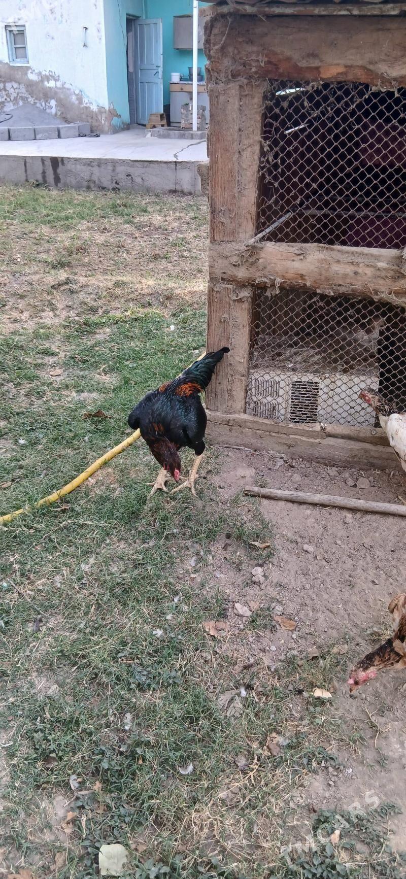 Horaz towuk - Анев - img 1