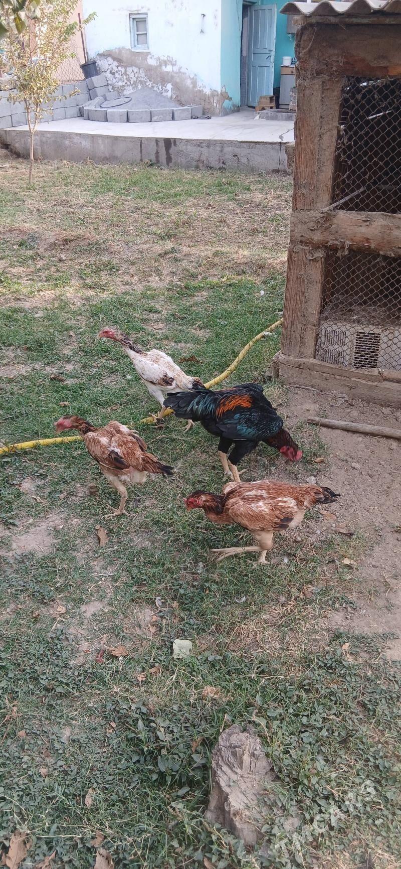 Horaz towuk - Анев - img 2