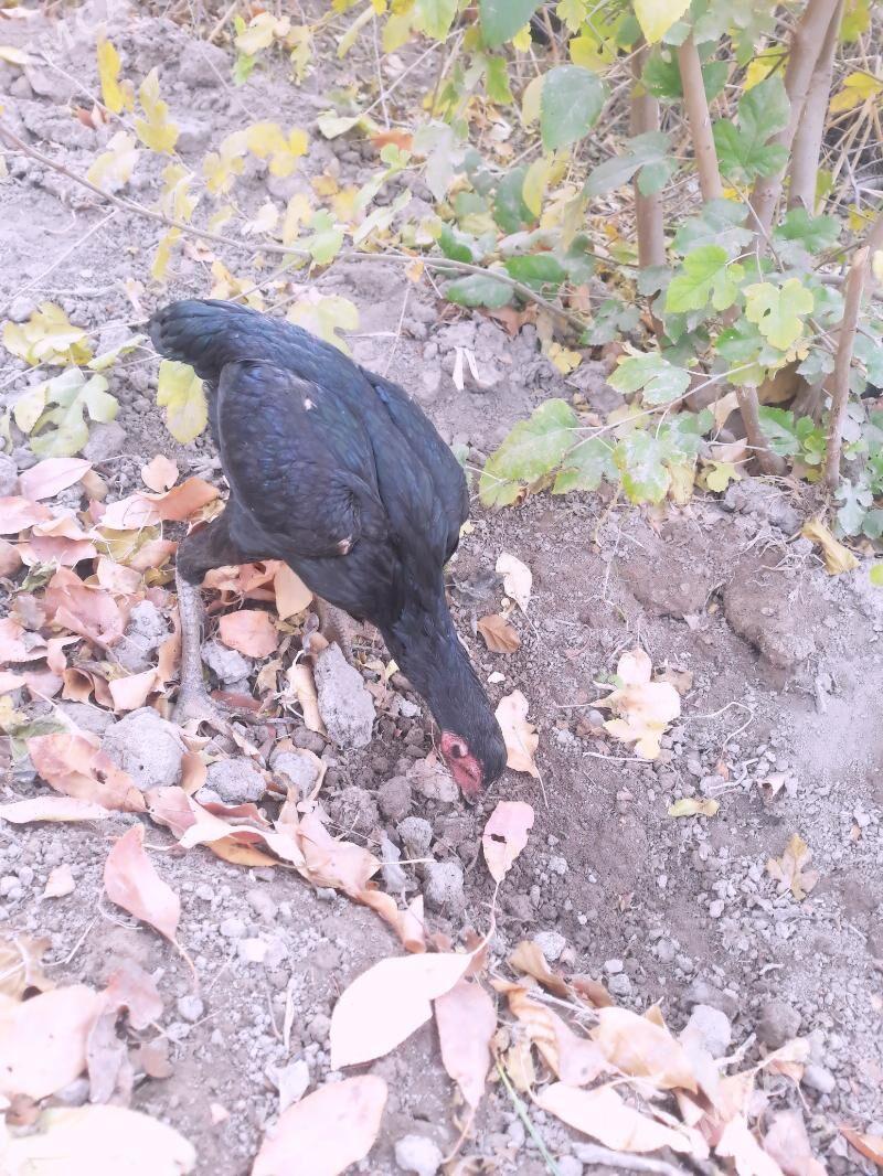 paroda maki - Шабатский этрап - img 2