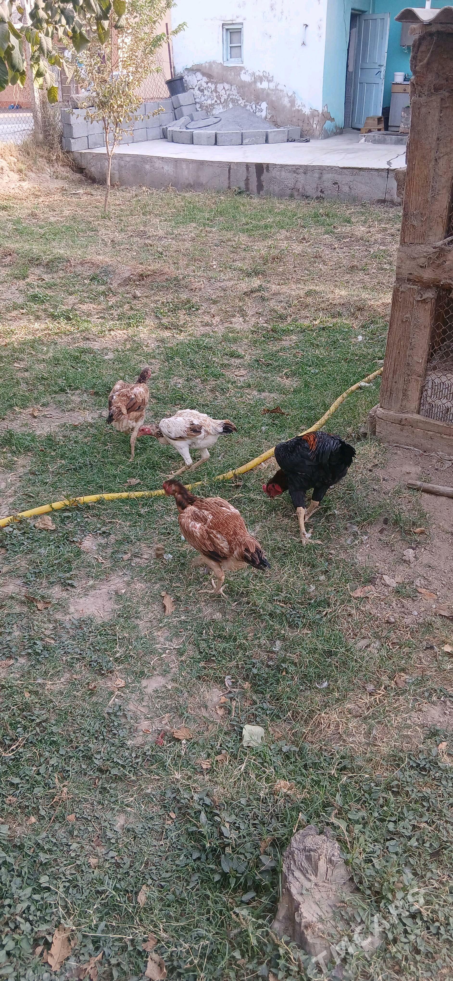 Horaz towuk - Анев - img 3