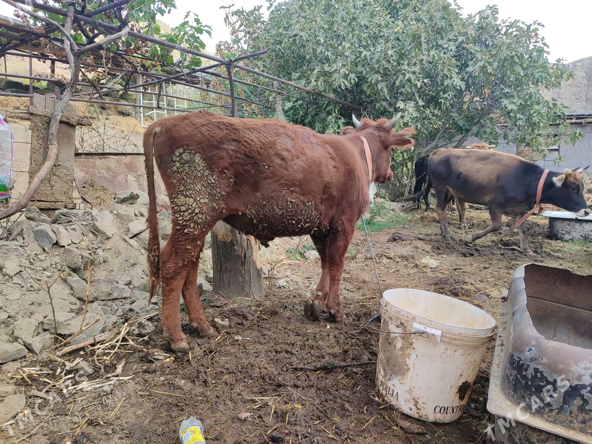 öküz - Махтумкули - img 2