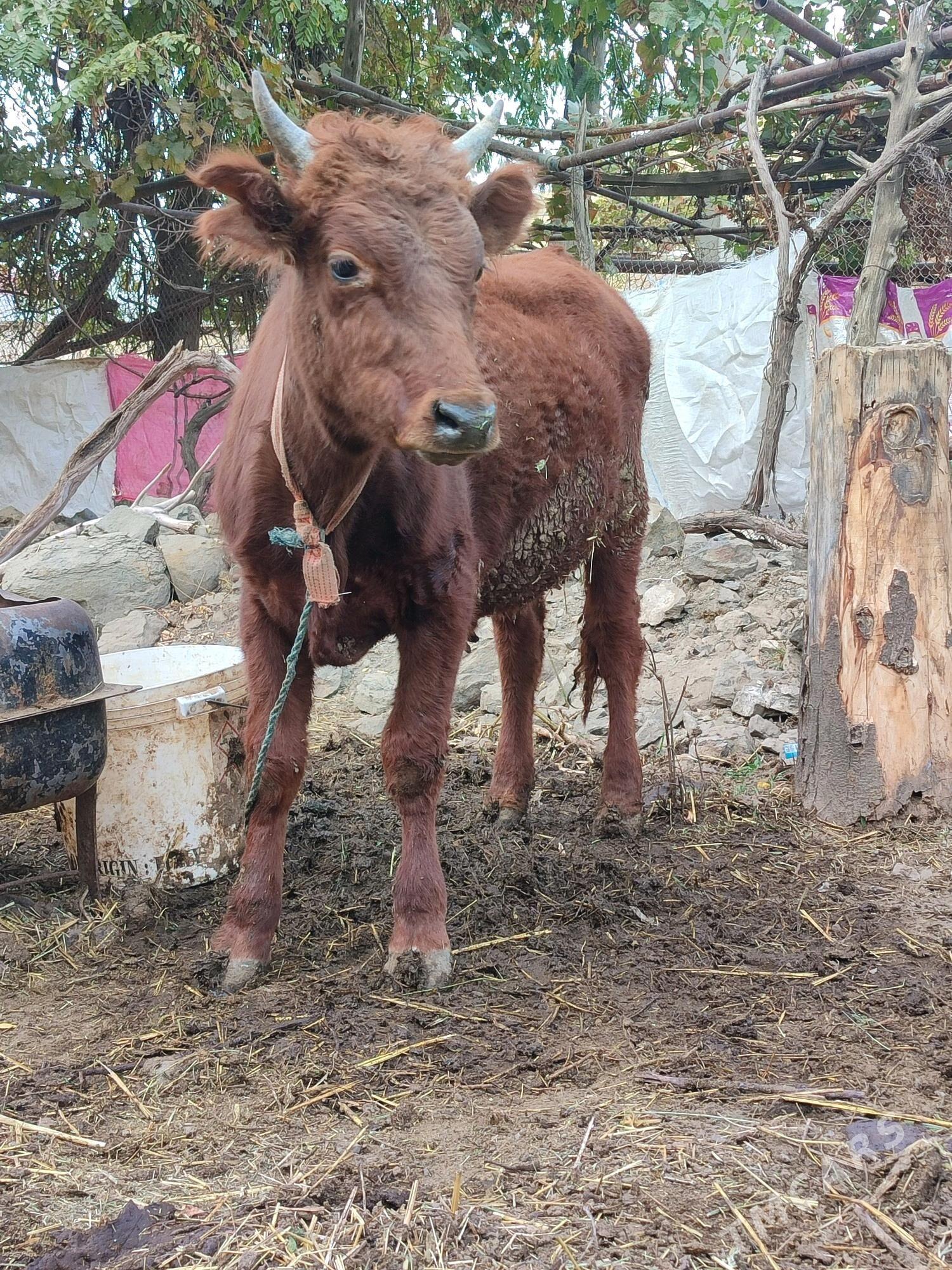 öküz - Махтумкули - img 1