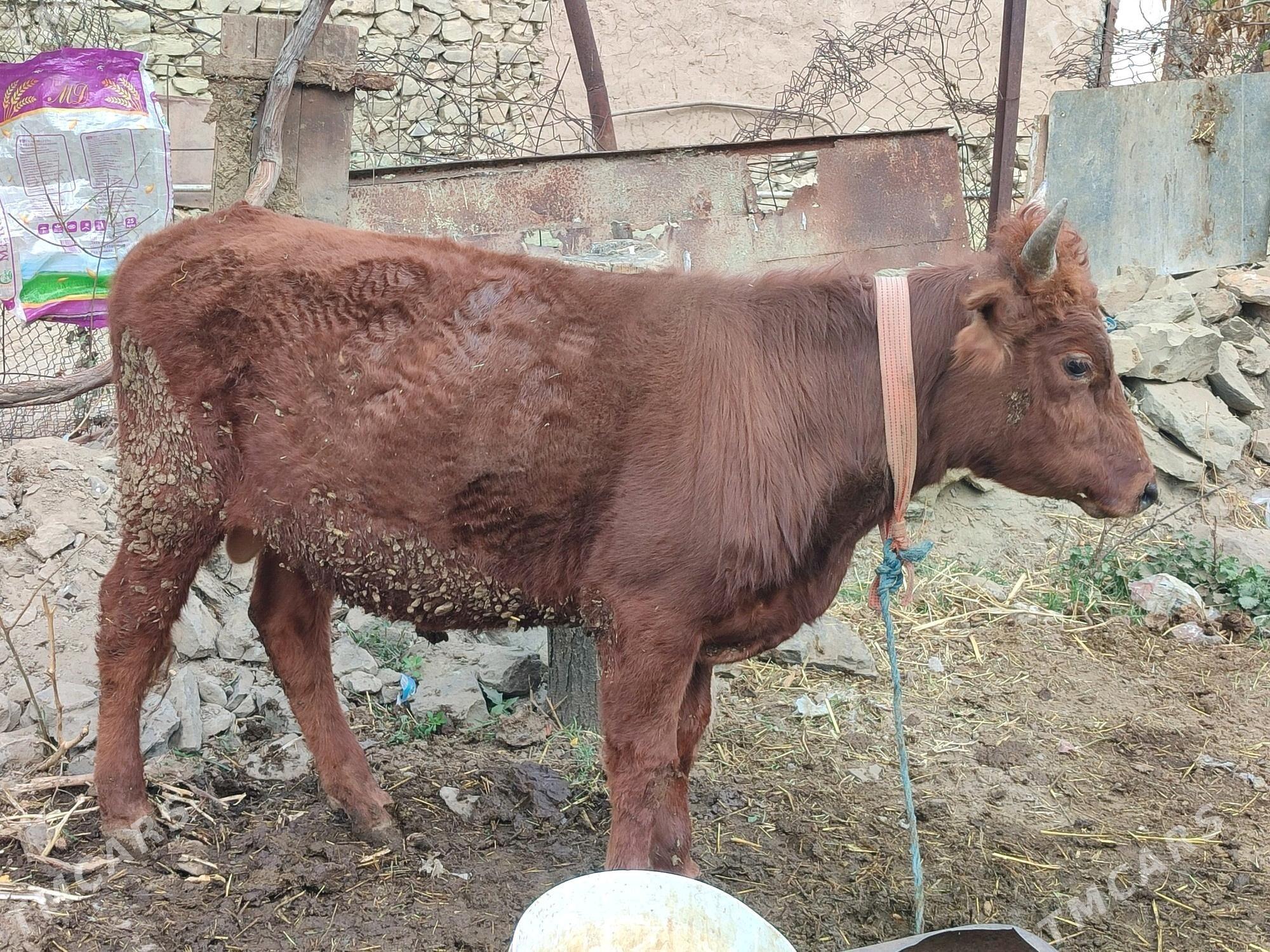 öküz - Махтумкули - img 3