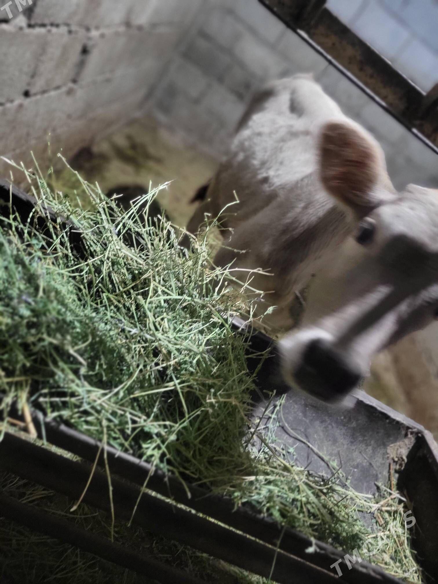 Tuve - Бузмеин - img 2