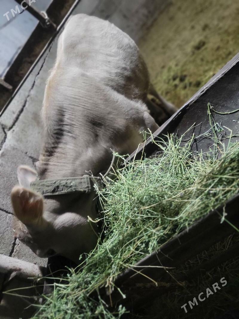 Tuve - Бузмеин - img 4