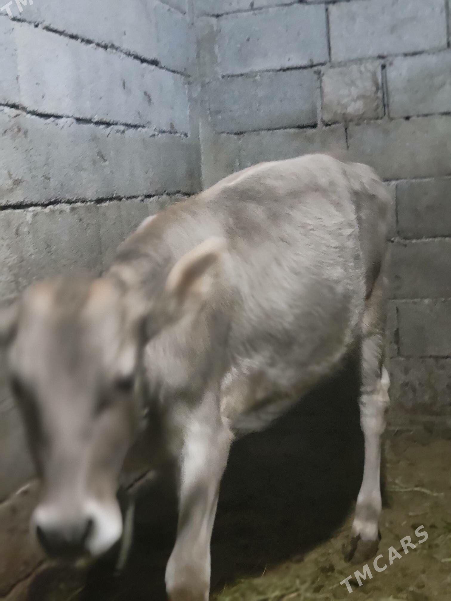 Tuve - Бузмеин - img 3