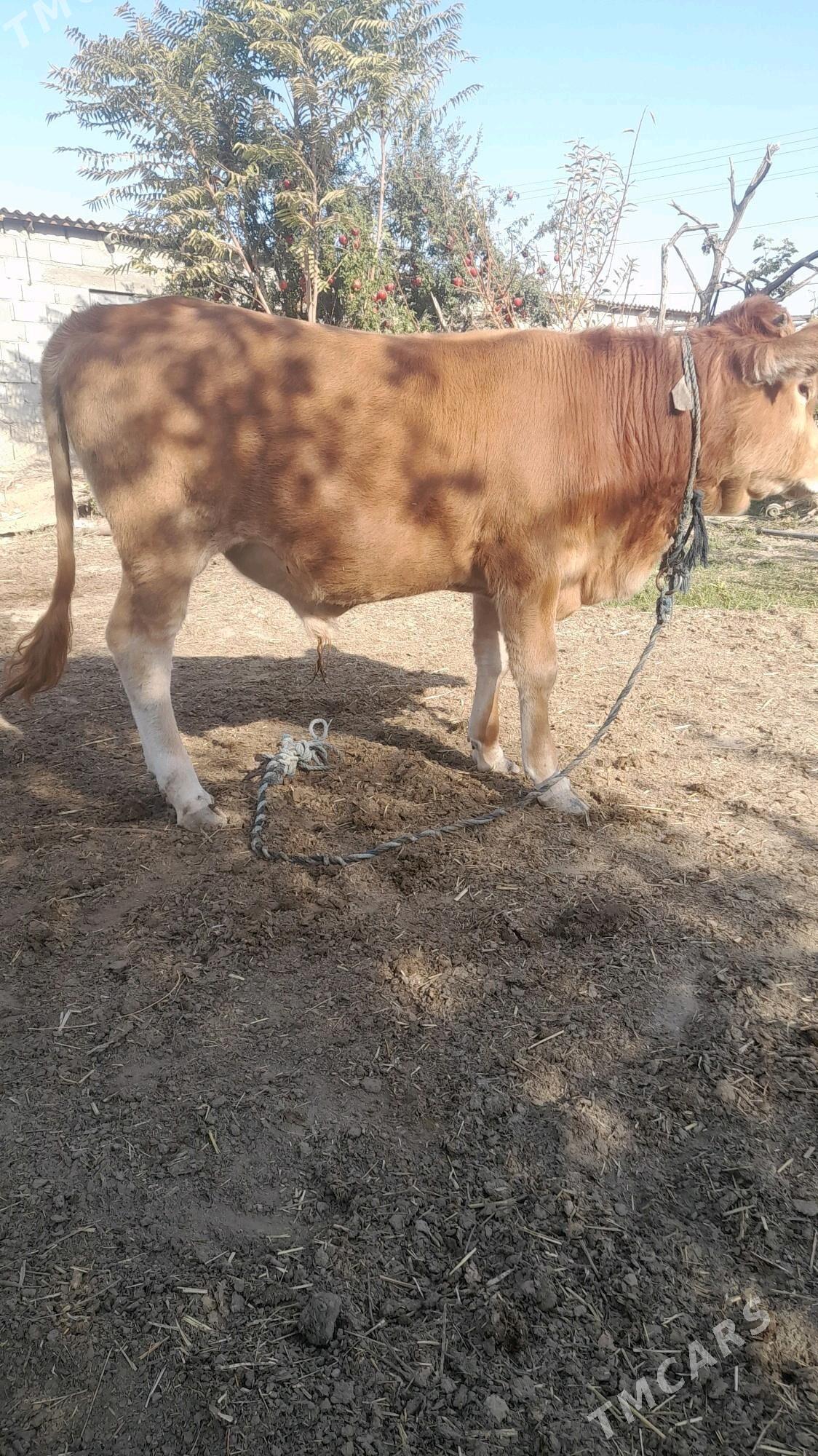 ÖKÜZ - Бахарден - img 3