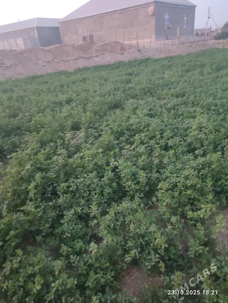 Ёрунжа 16 соток. - Мары - img 4