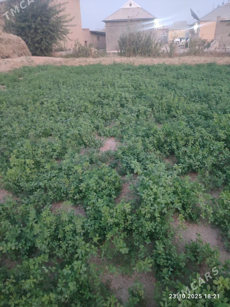 Ёрунжа 16 соток. - Мары - img 3