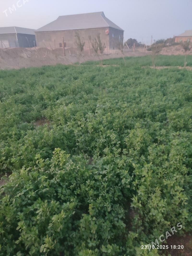 Ёрунжа 16 соток. - Mary - img 1