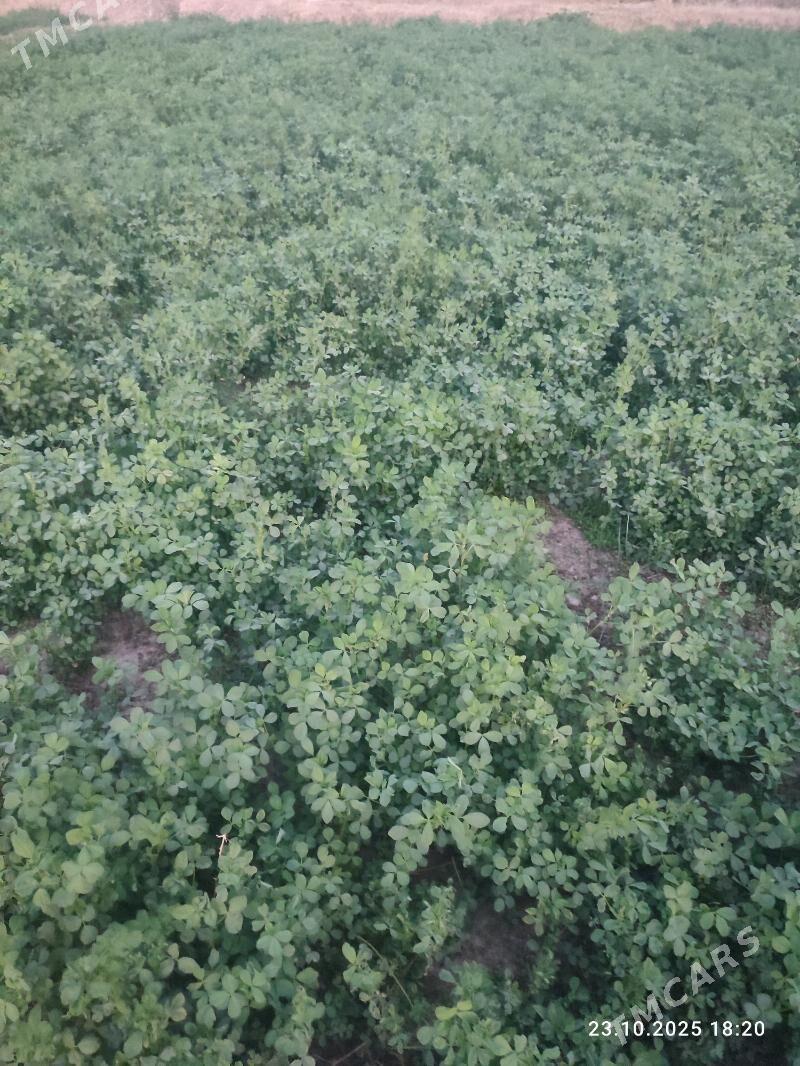 Ёрунжа 16 соток. - Мары - img 2