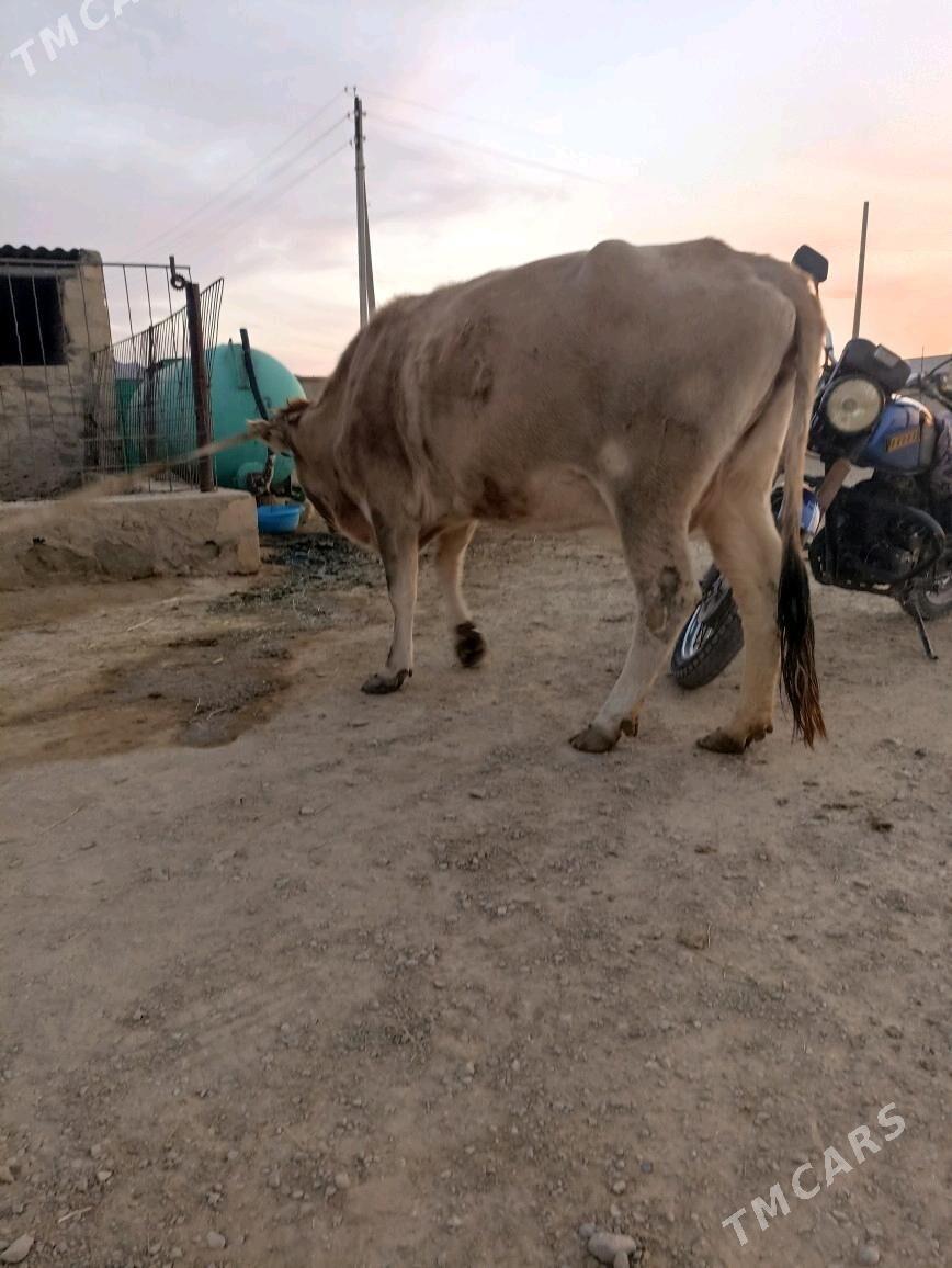 Gysyr sygyr - Bereket - img 1