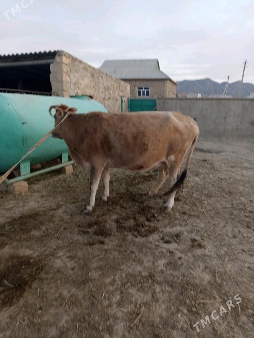 Gysyr sygyr - Bereket - img 2