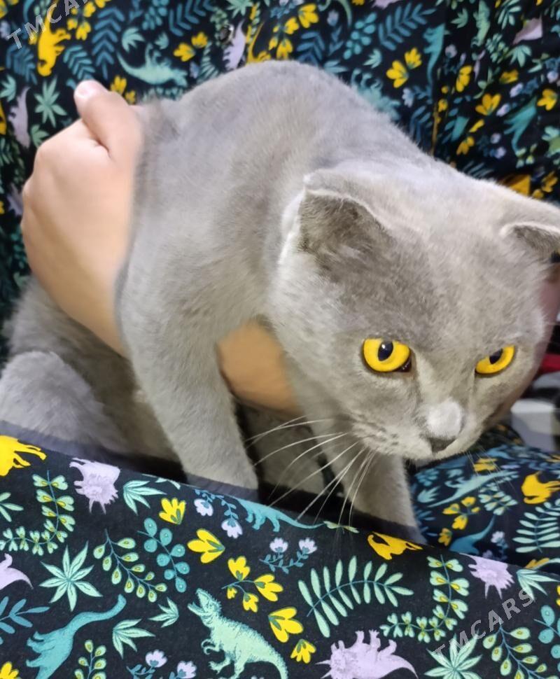 Şatlan pişik - Хитровка - img 2