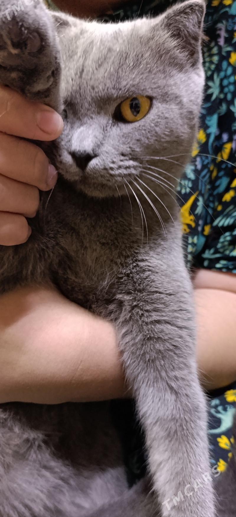 Şatlan pişik - Хитровка - img 3