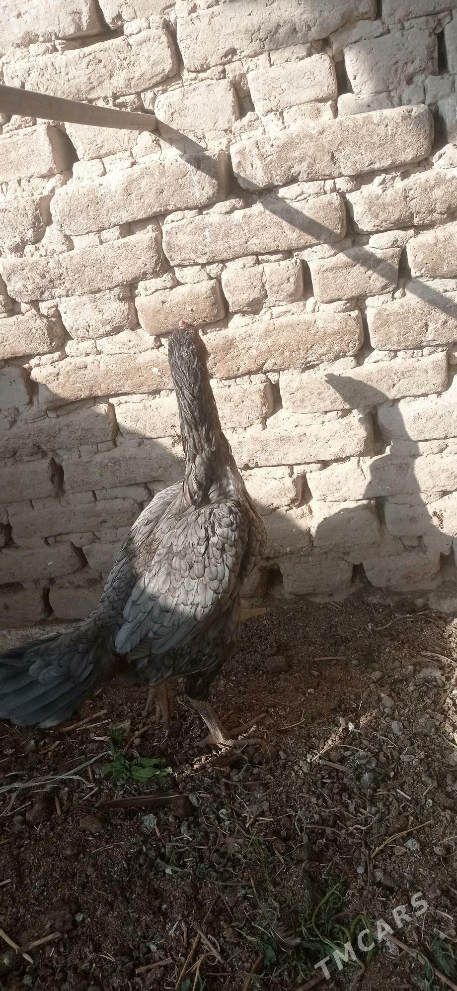 Horaz - Halaç - img 2