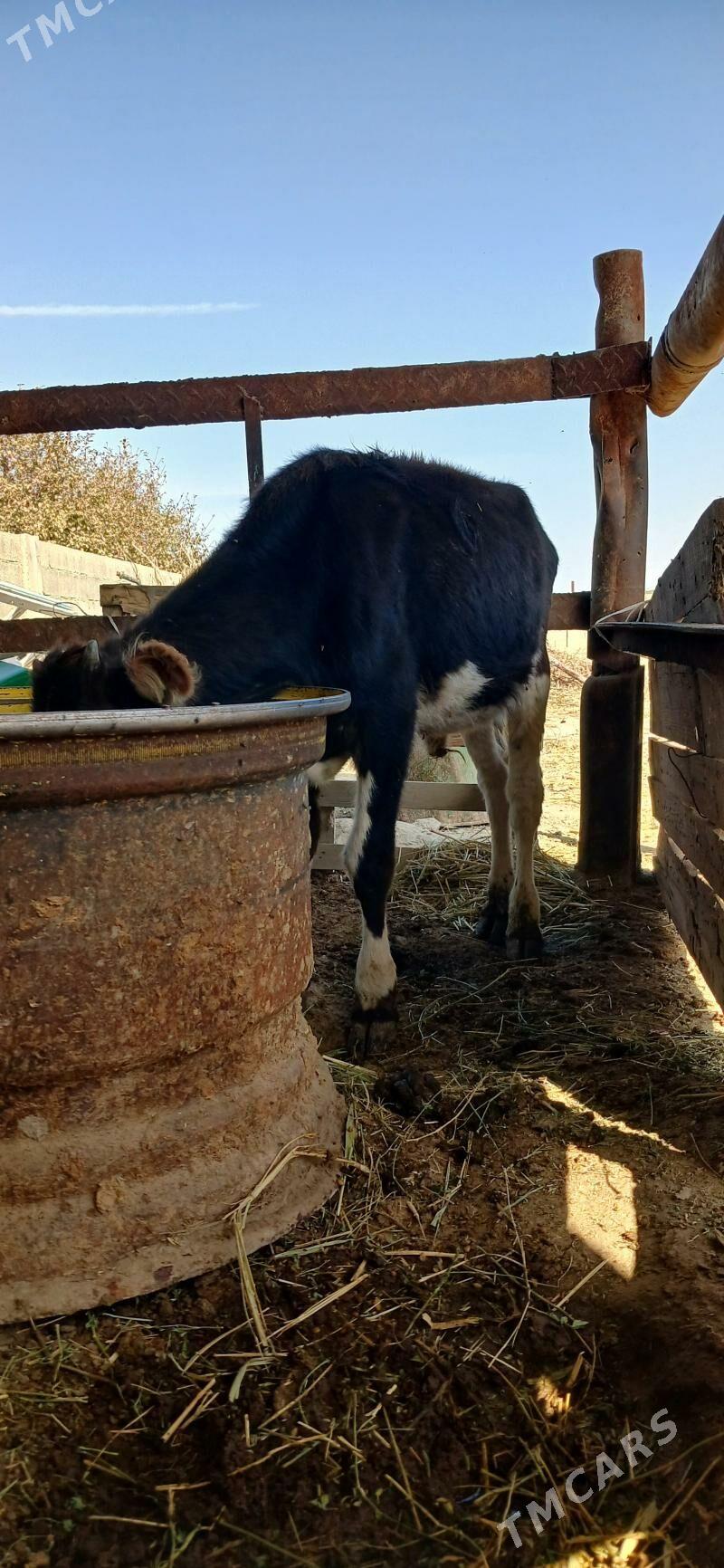 oķüz - Бахарден - img 1