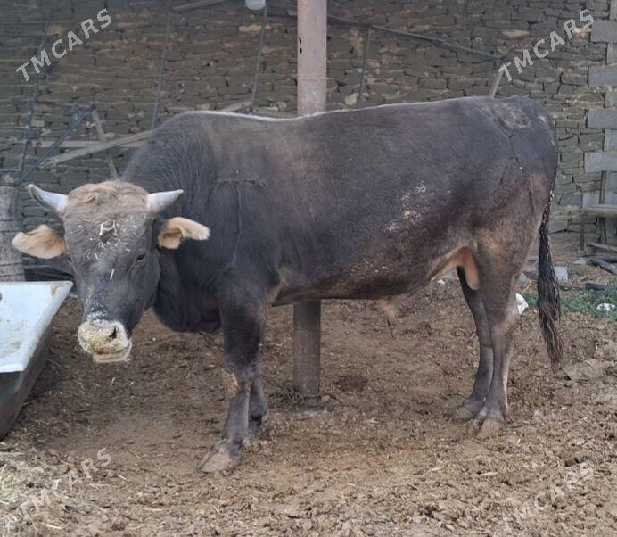 Okuz - Гызыларбат - img 3