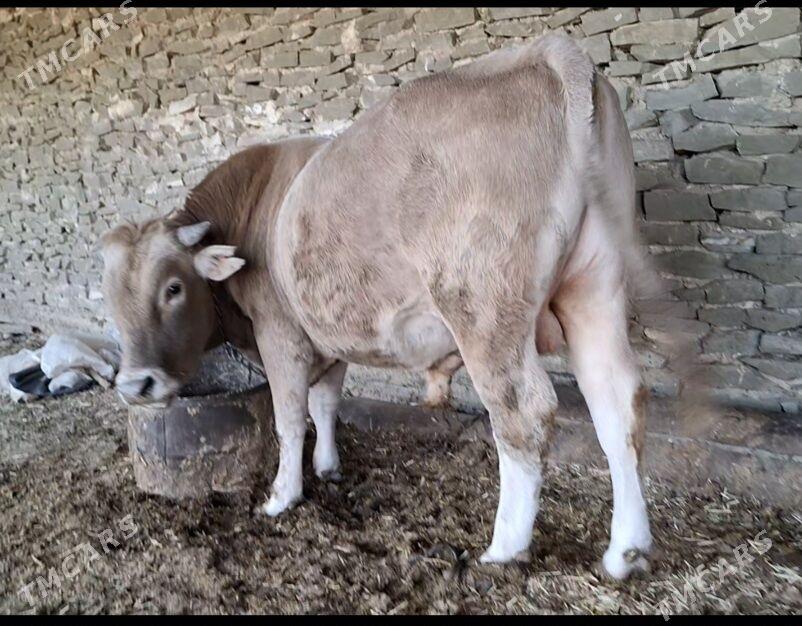 Okuz - Гызыларбат - img 2