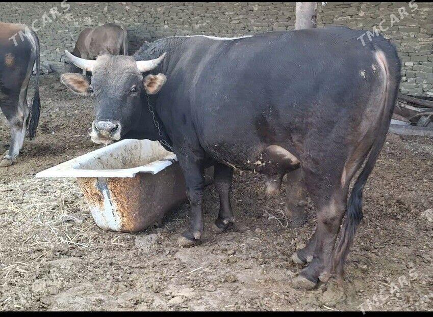 Okuz - Гызыларбат - img 1