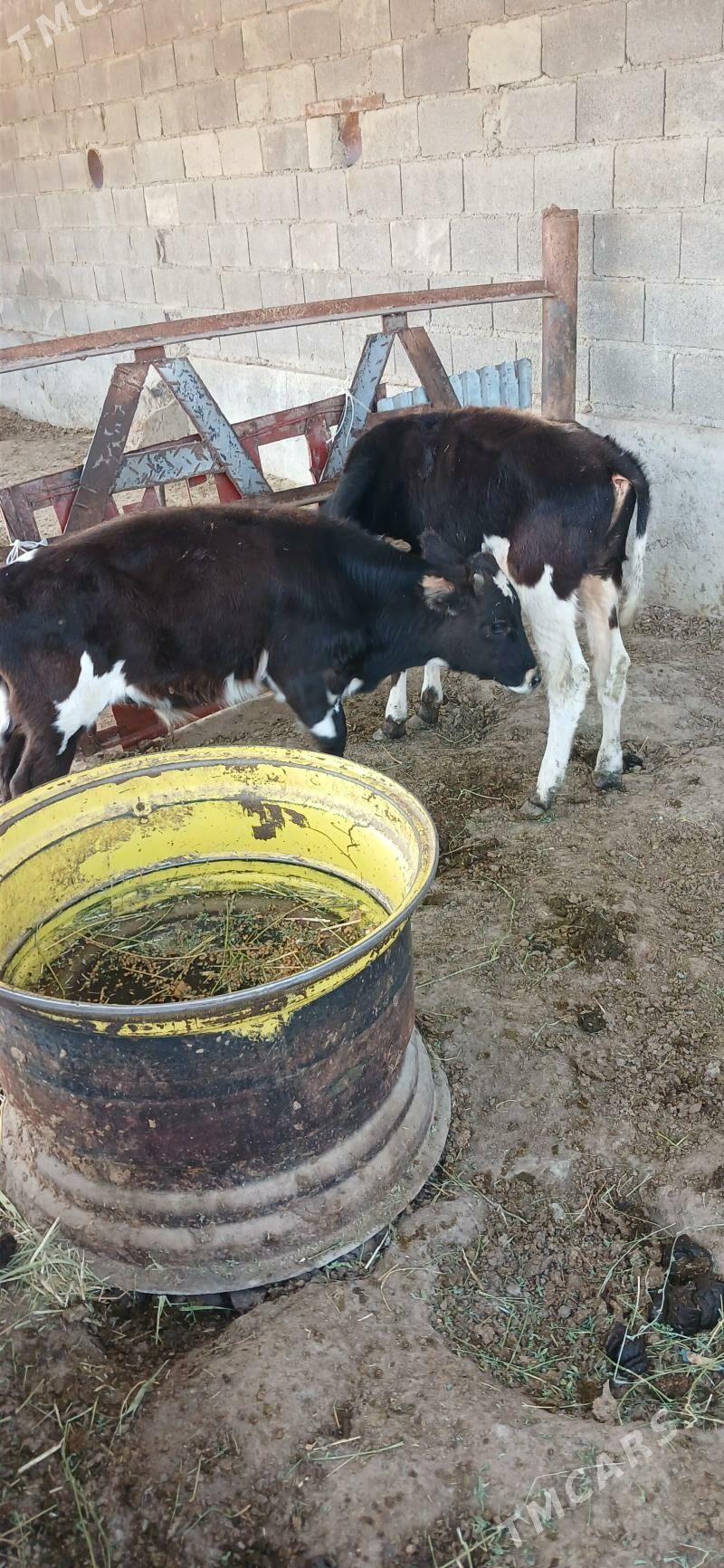 oķüz - Бахарден - img 2