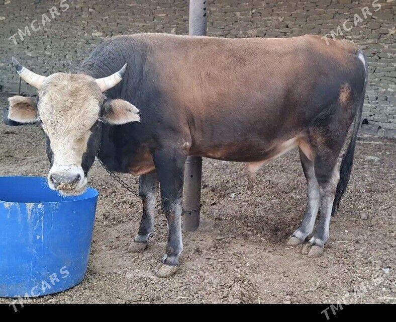 Okuz - Гызыларбат - img 4