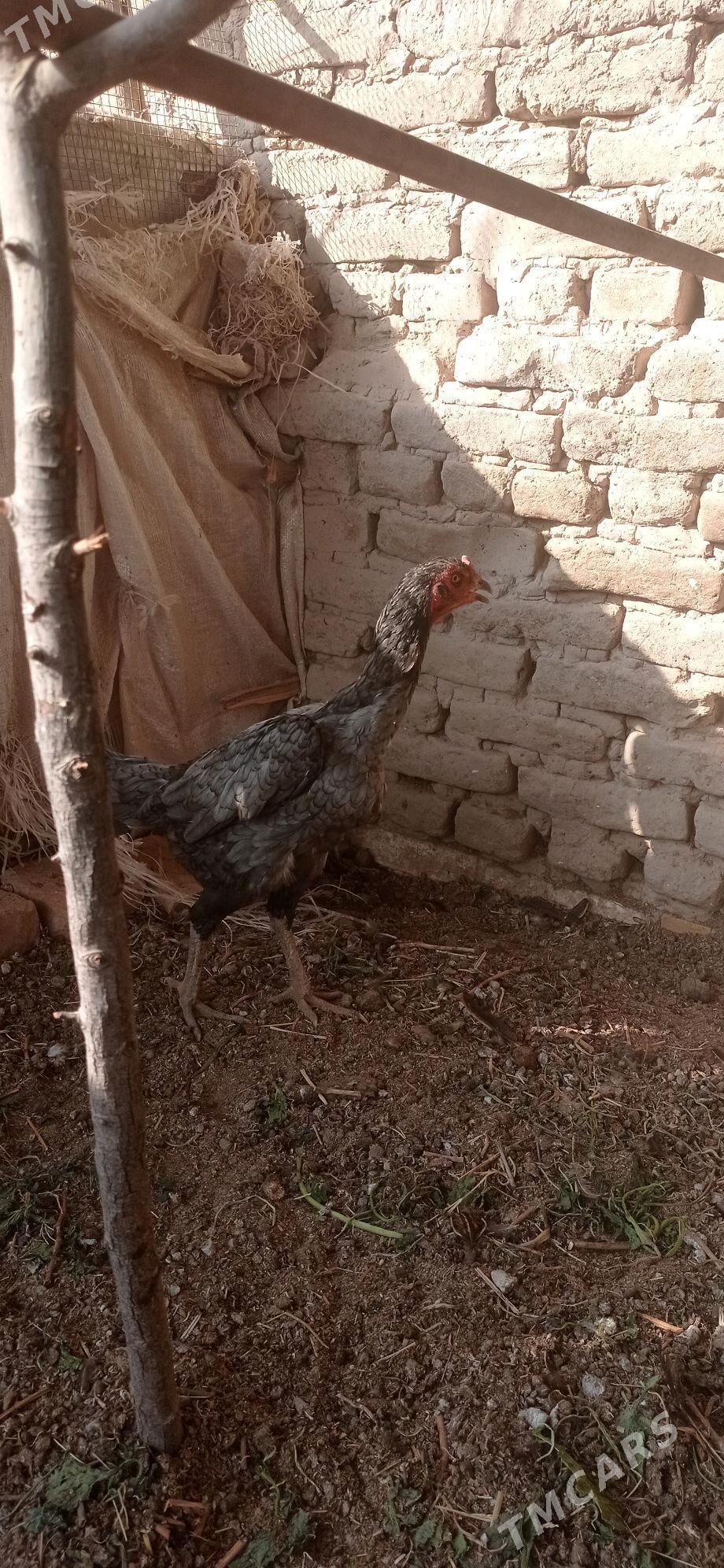 Horaz - Halaç - img 3