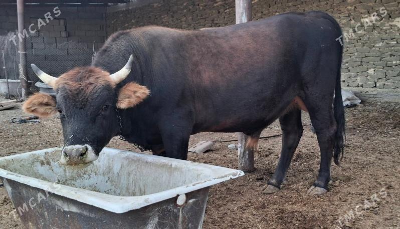 Okuz - Гызыларбат - img 5