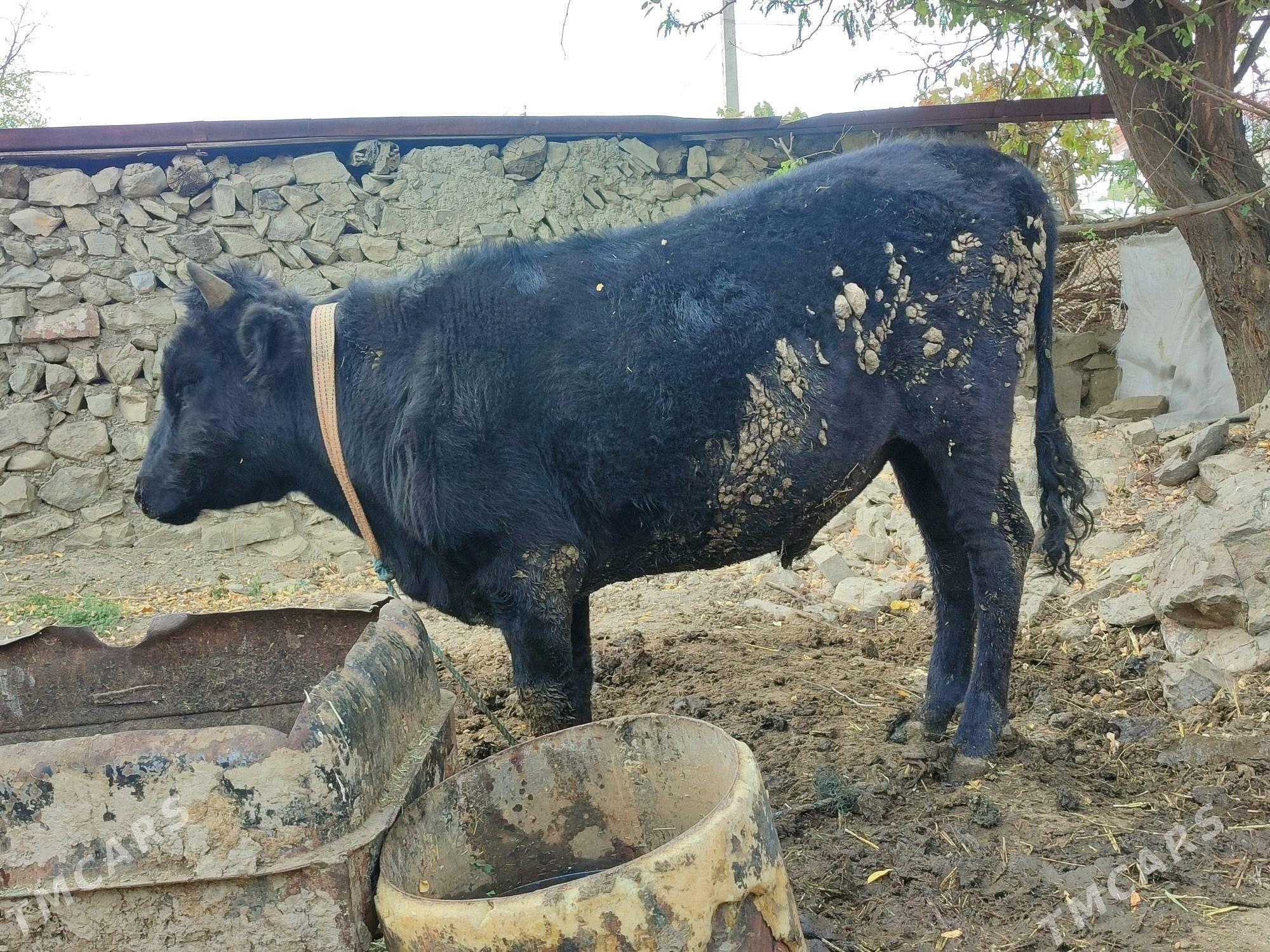 öküz - Махтумкули - img 3