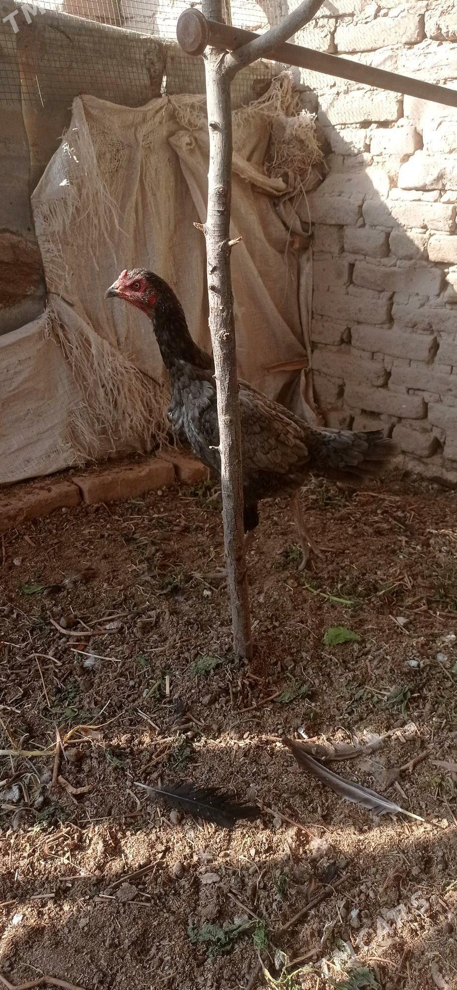 Horaz - Halaç - img 4