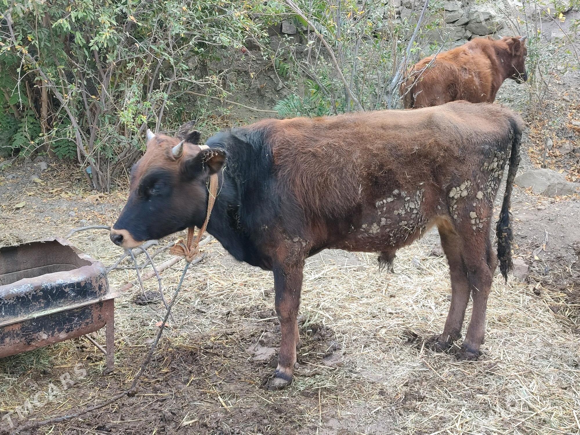 öküz - Махтумкули - img 1