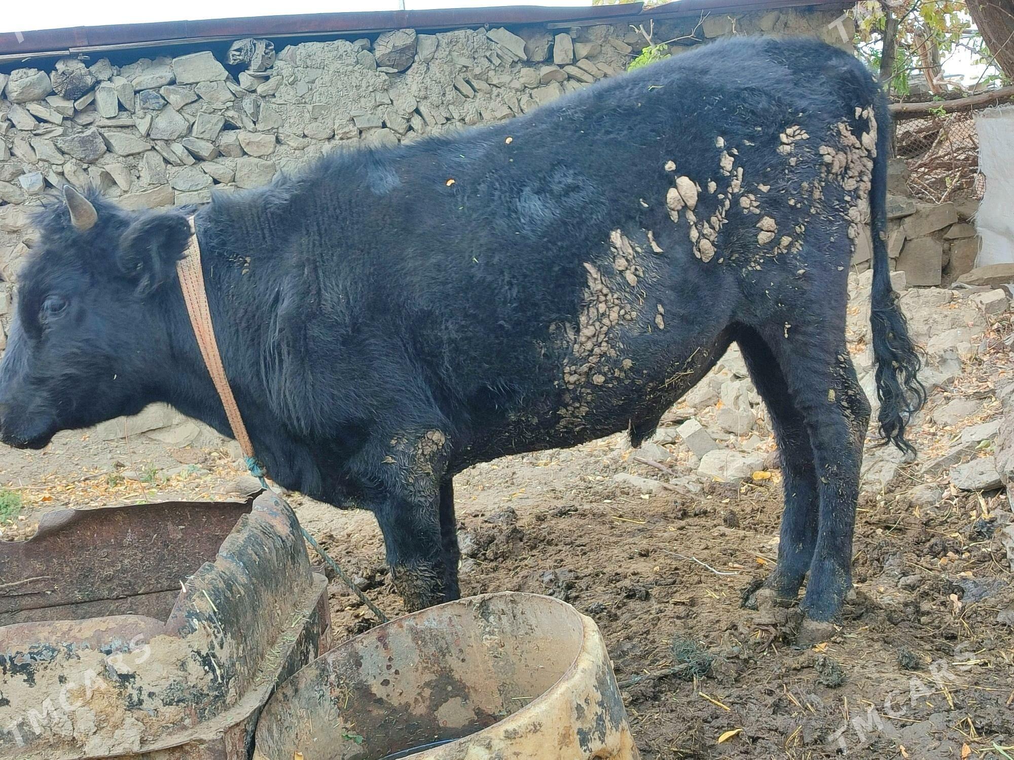 öküz - Махтумкули - img 2